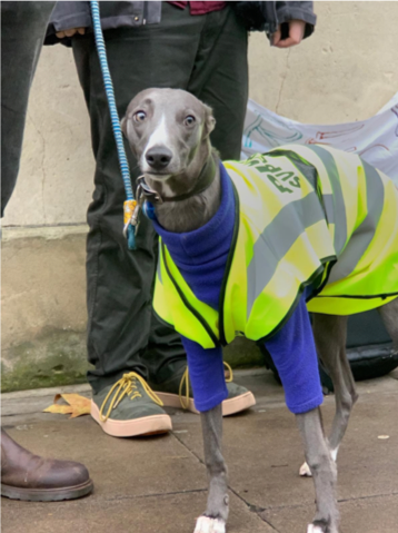 A picture containing outdoor, ground, person, dog
Description automatically generated